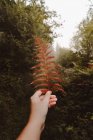Женская рука держит засохший оранжевый лист папоротника на тропе в туманном осеннем густом лесу — стоковое фото