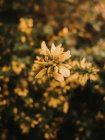 Belles fleurs de melilotus médicinales à floraison fraîche avec des pétales jaunes parmi les feuilles vertes dans une forêt dense d'automne — Photo de stock