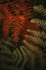 Wild fresh green and wilted orange huge leaves on stems of lush ferns in dense forest during autumn — Stock Photo
