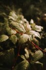 Morelle mortelle baies toxiques et mûres mûres mûres parmi les feuilles vertes dans la forêt d'automne — Photo de stock