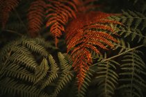 Дикие свежие зеленые и вялые оранжевые огромные листья на стеблях пышных папоротников в густом лесу осенью — стоковое фото