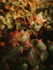 Смертельний нічний відтінок токсичних чорних ягід на розмитому фоні зеленого листя з коричневими плямами — стокове фото