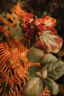 Morelle mortelle baies noires toxiques au-dessus de la feuille de fougère orange dans la forêt d'automne — Photo de stock
