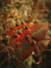 Mortale belladonna bacche nere tossiche su sfondo sfocato di foglie verdi e marroni in autunno — Foto stock