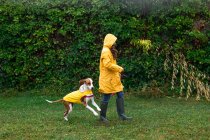 Vue latérale de la femme active en veste jaune et bottes en caoutchouc marchant avec chien pointeur anglais en laisse le long de la clôture de la plante sous la pluie — Photo de stock