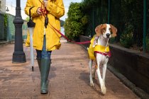 Unrecognizable woman in yellow jacket and rubber boots walking with English Pointer dog in yellow cloak on leash — Stock Photo