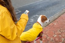 From above long-haired woman in yellow jacket surfing smartphone while holding English Pointer dog on leash in street — Stock Photo