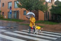Mujer sonriente en chaqueta amarilla con paraguas moviéndose por la carretera a través del paso de peatones sosteniendo al perro puntero inglés con correa roja - foto de stock