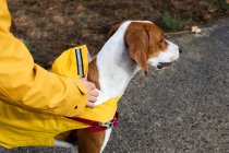 Cropped of woman in yellow jacket holding English Pointer dog on leash in street — Stock Photo