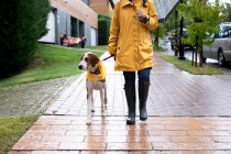 Unrecognizable woman in yellow jacket walking with English Pointer dog in yellow cloak on leash in rain under umbrella in street — Stock Photo