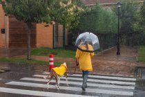 Visão traseira da mulher em casaco amarelo com guarda-chuva se movendo na estrada através de passerelle segurando cão na trela vermelha sob a chuva — Fotografia de Stock