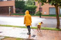 Обратный вид на неузнаваемую женщину в жёлтой куртке с капюшоном и резиновыми сапогами, гуляющую с английской пойнтерской собакой на улице — стоковое фото