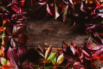 Superficie de madera superior con hojas de otoño amarillo anaranjadas de color rojo brillante con espacio para copias - foto de stock