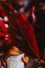 Крупный план осеннего ярко-красного оранжевого листа в контрасте солнечного света и тени в природе — стоковое фото