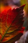 Close-up de folha alaranjada vermelha brilhante outonal em contraste com a luz solar e sombra na natureza — Fotografia de Stock