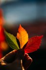 Personne tenant à la main vibrant jaune rouge feuilles d'automne en rétro-éclairé doux — Photo de stock