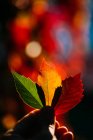 Person holding in hand vibrant yellow red autumn leaves in soft backlit — Stock Photo