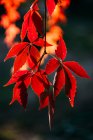 Осенняя ветвь с ярко-красными оранжевыми листьями контрастирует с солнечным светом и тенью в природе — стоковое фото
