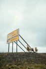 Великий жовтий рекламний щит з написом дорогою і білими вівцями поблизу, які дивляться на камеру в Ісландії. — стокове фото