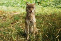 Lobo salvaje lamiendo hambriento en la naturaleza - foto de stock