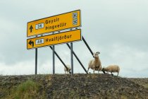 Große gelbe Plakatwand mit Straßenschild und weißen Schafen in der Nähe, die in Island in die Kamera schauen — Stockfoto