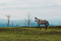 Лошадь на зеленом коне в сельской местности — стоковое фото
