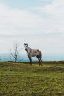 Beautiful gray horse on green lawn in countryside — Stock Photo