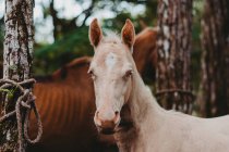 Здоровий бежевий лошак з блакитними очима, що стоїть і дивиться в камеру в хвойному лісі — стокове фото