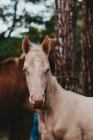 Healthy beige foal with blue eyes standing and looking in camera in conifer forest — Stock Photo