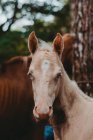 Здоровий бежевий лошак з блакитними очима, що стоїть і дивиться в камеру в хвойному лісі — стокове фото