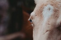 Nahaufnahme eines beigen Pferdes mit blauen Augen — Stockfoto
