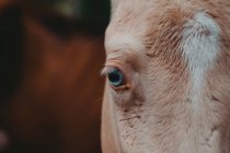Крупним планом бежевий кінь з блакитними очима — стокове фото