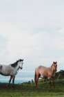 Due bellissimi cavalli al pascolo sul prato verde in campagna — Foto stock