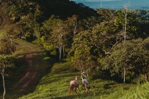 Зверху жваві сильні коні з пухнастими хвостами біжать на лузі поблизу сільської дороги — стокове фото