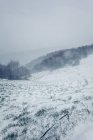 Winter foggy landscape of meadow with grass covered by snow and hills with trees in cloudy gloomy weather — Stock Photo