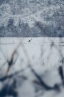 Scenic winter view of snow plain and mountain hill with lonely white stork in cloudy misty weather — Stock Photo