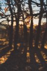 Bare rami di quercia con foglie marroni nella foresta autunnale in controluce con alberi di silhouette — Foto stock