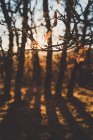 Ramas de roble desnudo con pocas hojas marrones en bosque otoñal en retroiluminación con siluetas - foto de stock