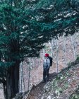 Side view of male backpacker in red cap standing next to massive green pine trees on mountain slope — Stock Photo