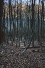 Voyageur solitaire marchant sur un sentier dans une forêt calme avec des arbres sans feuilles à l'automne nuageux avec des montagnes à distance — Photo de stock