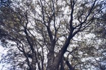 Vista ad angolo basso di ramoscelli scuri ondulati con foglie sopra cielo nuvoloso — Foto stock