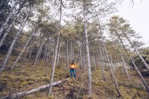 D'en bas femme confiante en vêtements chauds et chapeau marchant le long de la bûche en automne forêt sempervirente — Photo de stock
