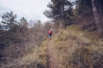 From behind hiker with backpack walking along road with dried leaves by bare trees — Stock Photo