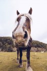 Vue rapprochée d'un cheval sain debout à proximité de la vallée idyllique — Photo de stock