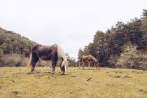 Здорові коні пасуться на газоні вічнозеленими деревами в ідилічній долині — стокове фото