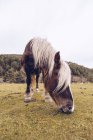 Gesundes Pferd weidet auf der Wiese bei immergrünen Bäumen im idyllischen Tal — Stockfoto