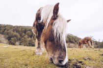 Vue rapprochée du pâturage sain de chevaux sur la pelouse par des arbres sempervirents dans une vallée idyllique — Photo de stock