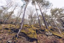 Vista ad angolo basso di alberi ondulati con foglie sopra cielo nuvoloso — Foto stock
