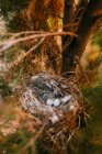 Сверху гнездо с маленькими птичьими яйцами, помещенными на ветках хвойного дерева в лесу — стоковое фото