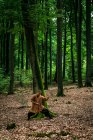 Hombre étnico practicando artes marciales en el bosque - foto de stock